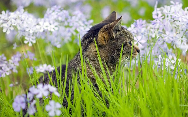 Tabby Cat in Grass — Green, Calm, Spring