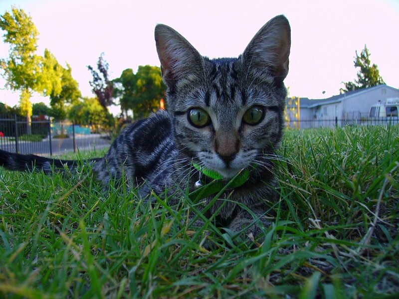 Tabby Cat in Grass — Green, Calm, Sunset