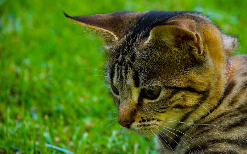 Tabby Cat in Grass — Green, Calm
