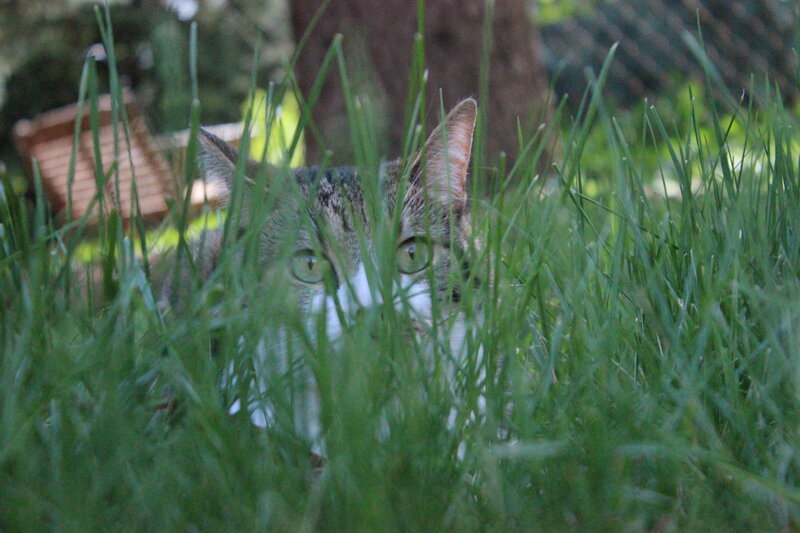 Tabby Cat in Grass — Green, Curious