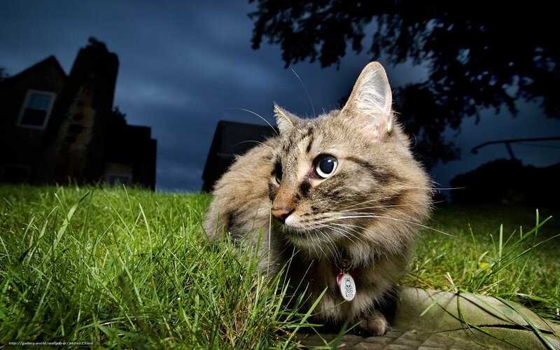 Tabby Cat in Grass — Green, Dramatic, Night