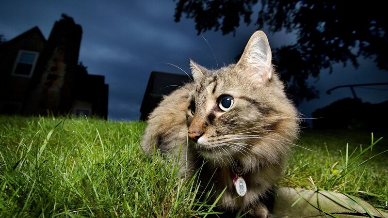 Tabby Cat in Grass — Green, Dramatic