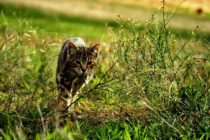 Tabby Cat in Grass — Green, Natural