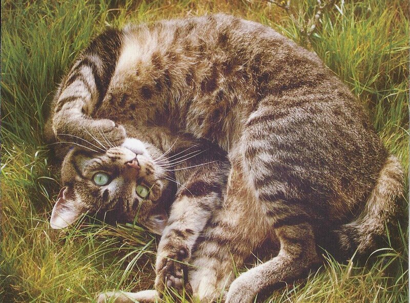 Tabby Cat in Grass — Green, Relaxed