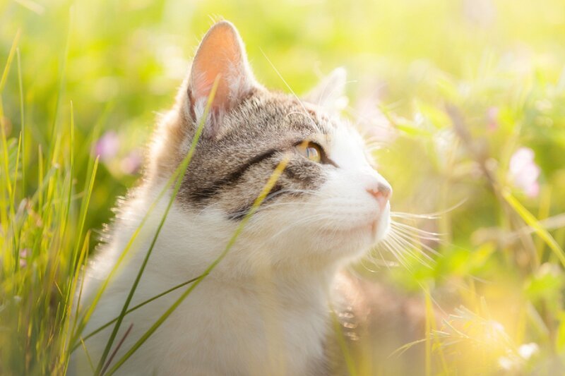 Tabby Cat in Grass — Green, Serene, Afternoon, Photograph, Flowers, Sunlight