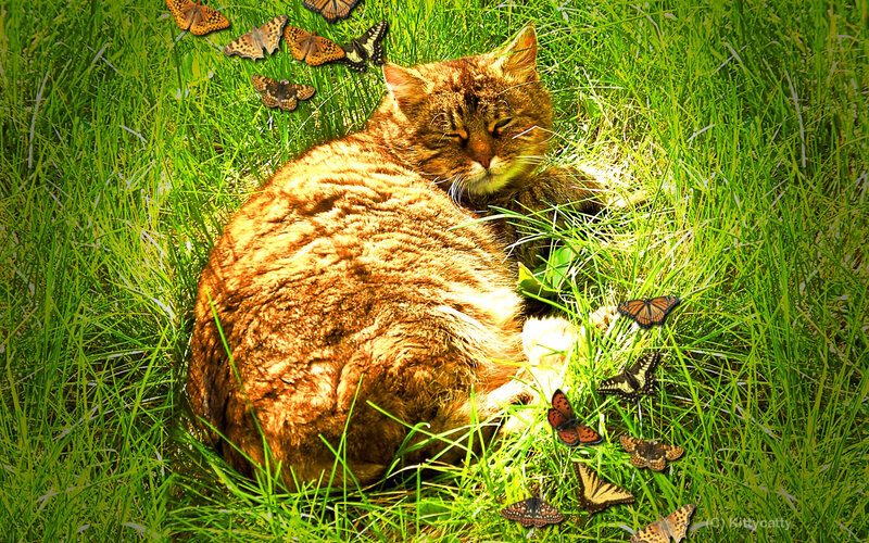 Tabby Cat in Grass — Green, Serene, Afternoon