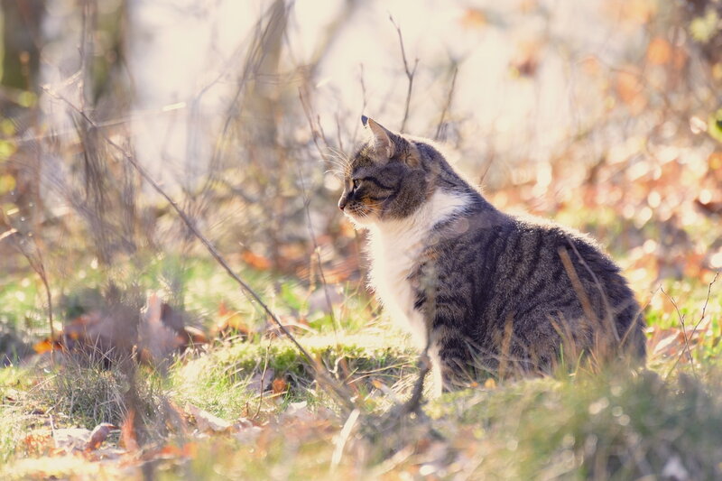 Tabby Cat in Grass — Green, Serene, Autumn