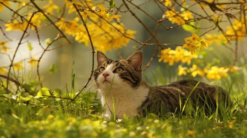 Tabby Cat in Grass — Green, Serene, Spring