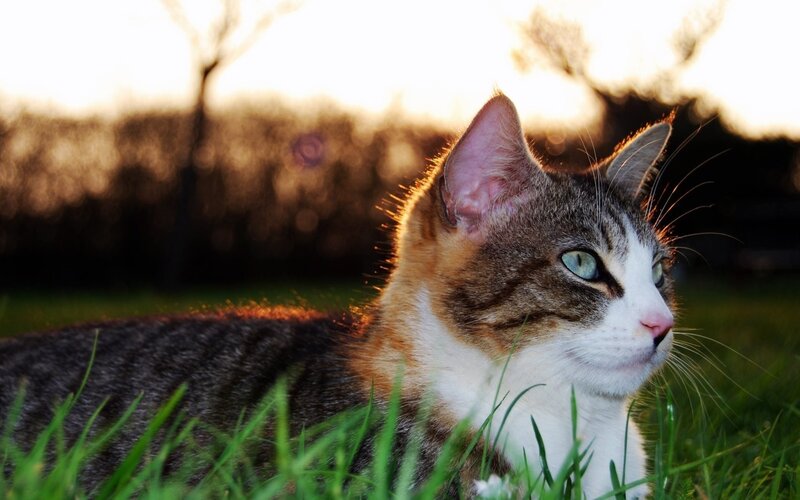 Tabby Cat in Grass — Green, Serene, Sunset, Photograph