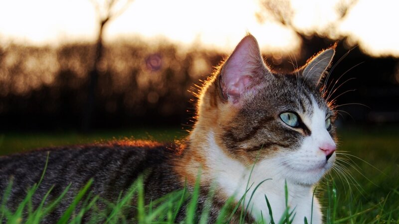 Tabby Cat in Grass — Green, Serene, Sunset, Photograph, Trees