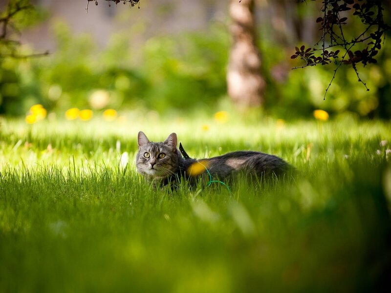 Tabby Cat in Grass — Green, Serene