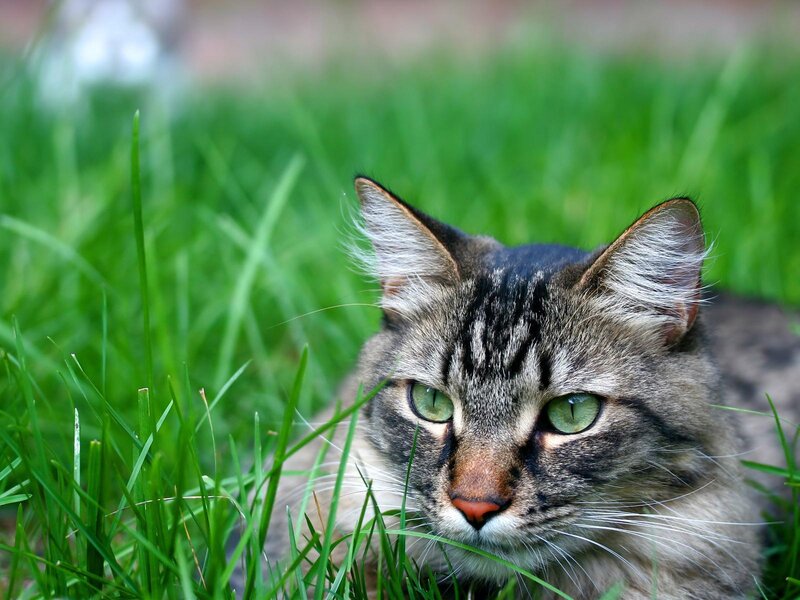 Tabby Cat in Grass — Green