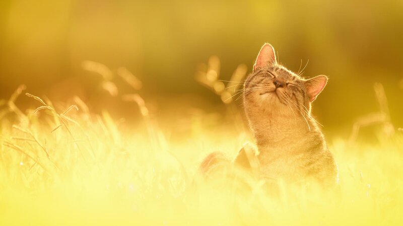 Tabby Cat in Grass — Yellow, Serene, Sunset