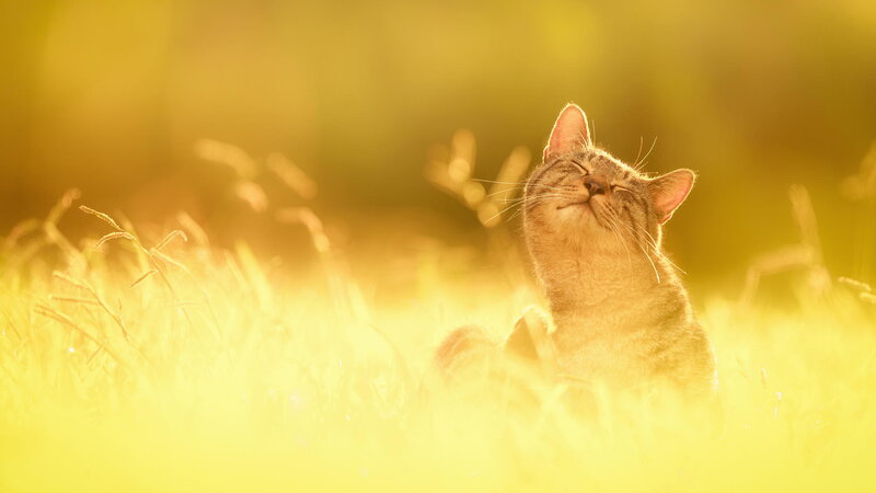 Tabby Cat in Grass — Yellow, Serene