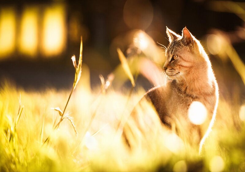 Tabby Cat in Grass — Yellow