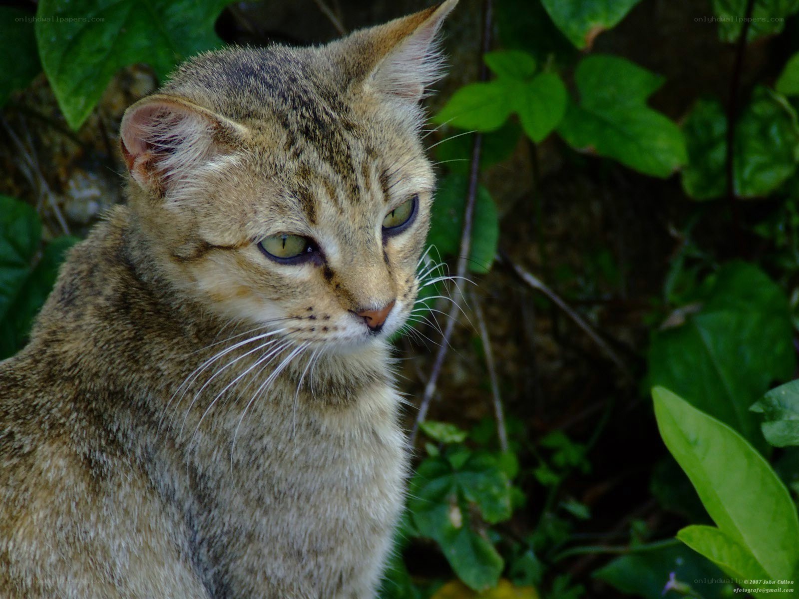 tabby cat in green foliage