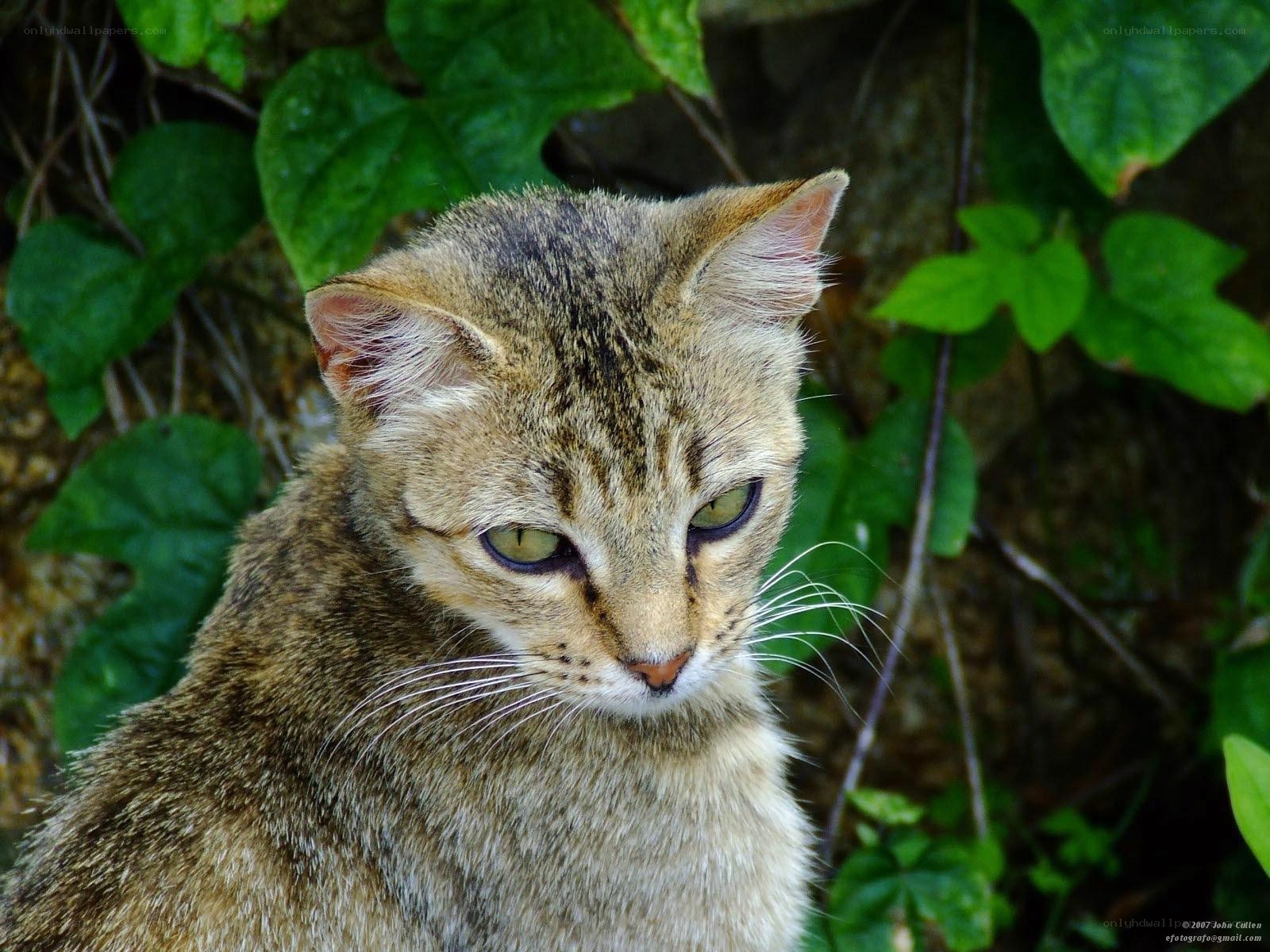tabby cat in green foliage