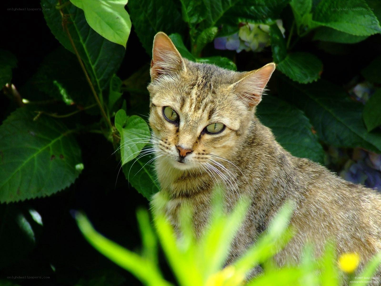 Tabby cat in green foliage