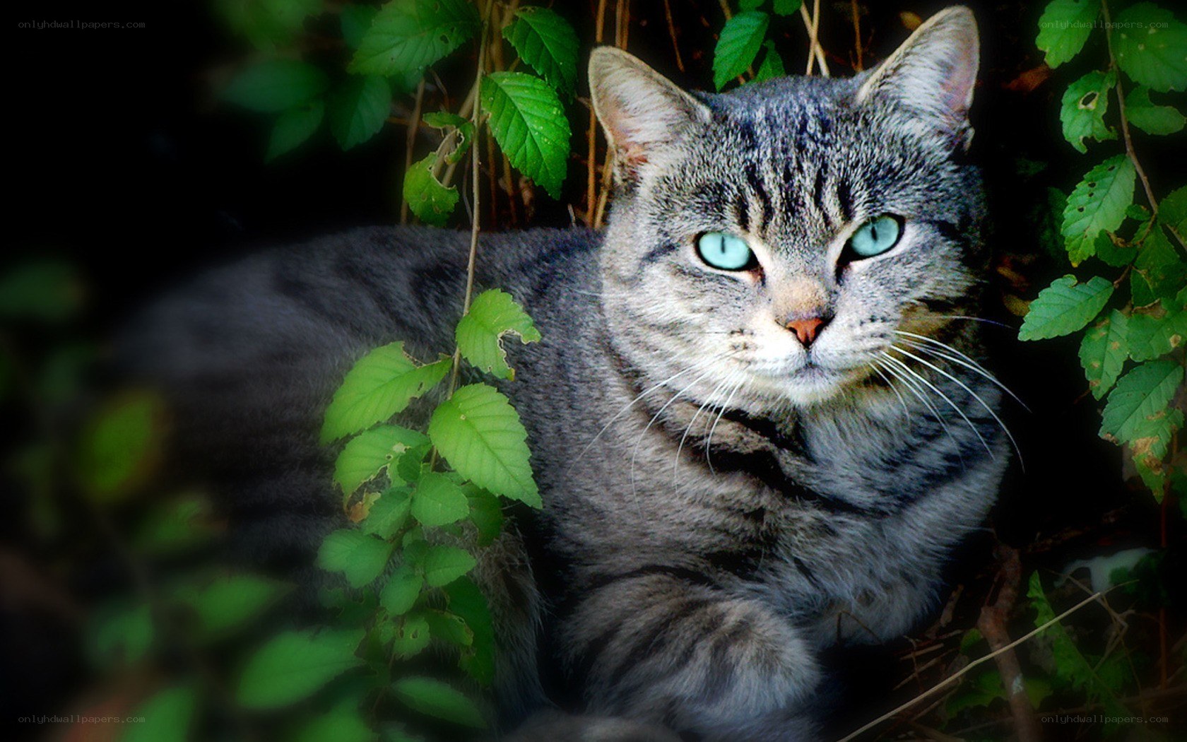 tabby cat in green foliage