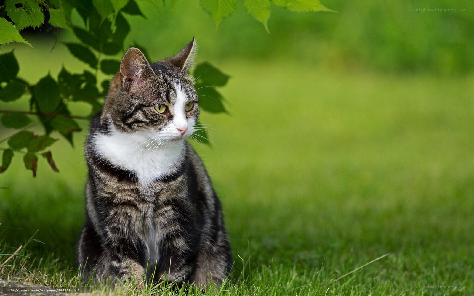 Tabby cat in green grass