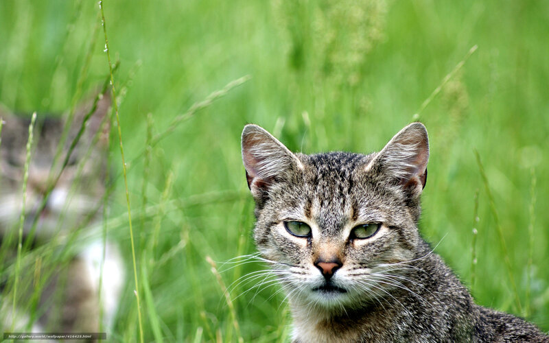 Tabby cat in green grass
