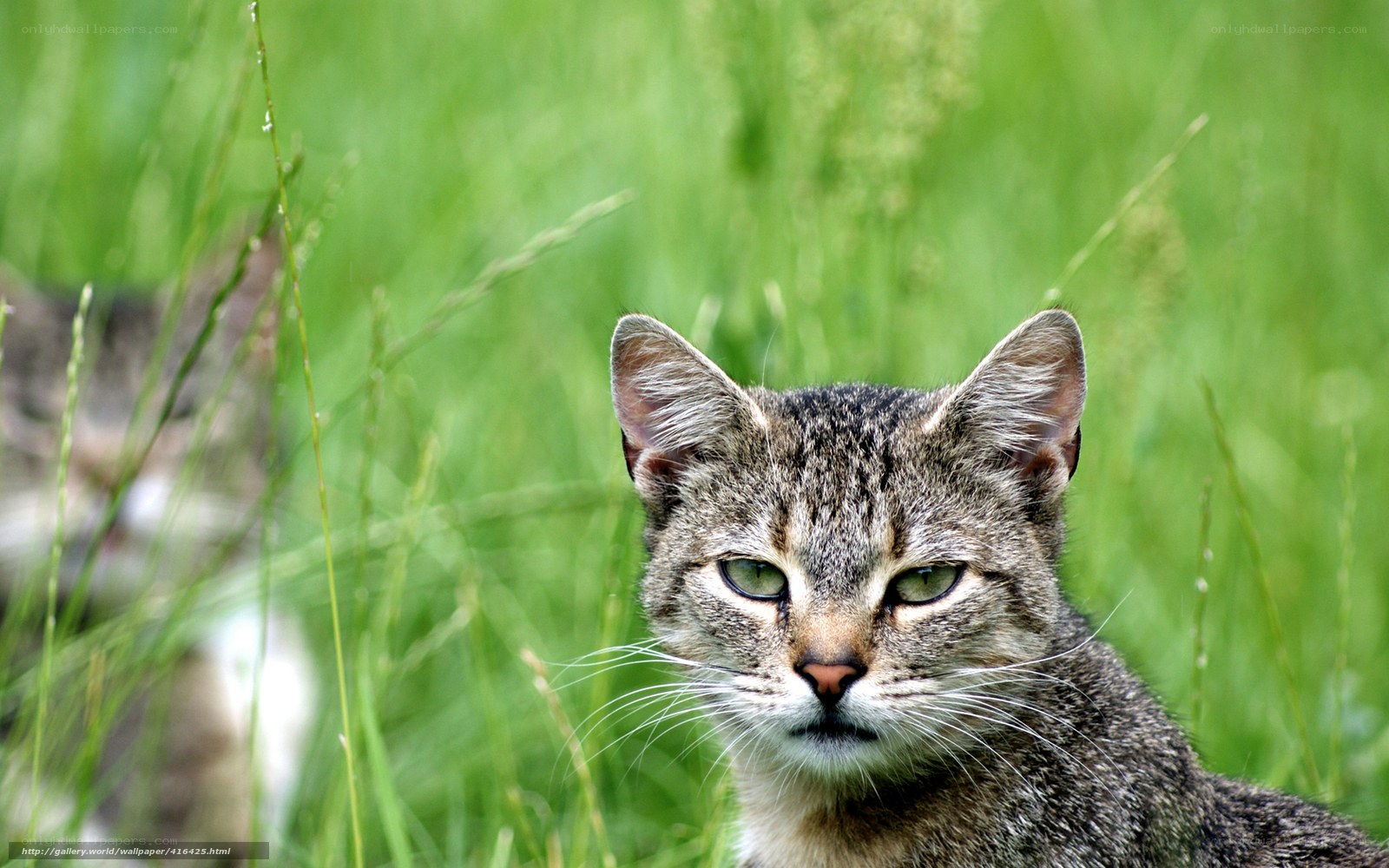 Tabby cat in green grass