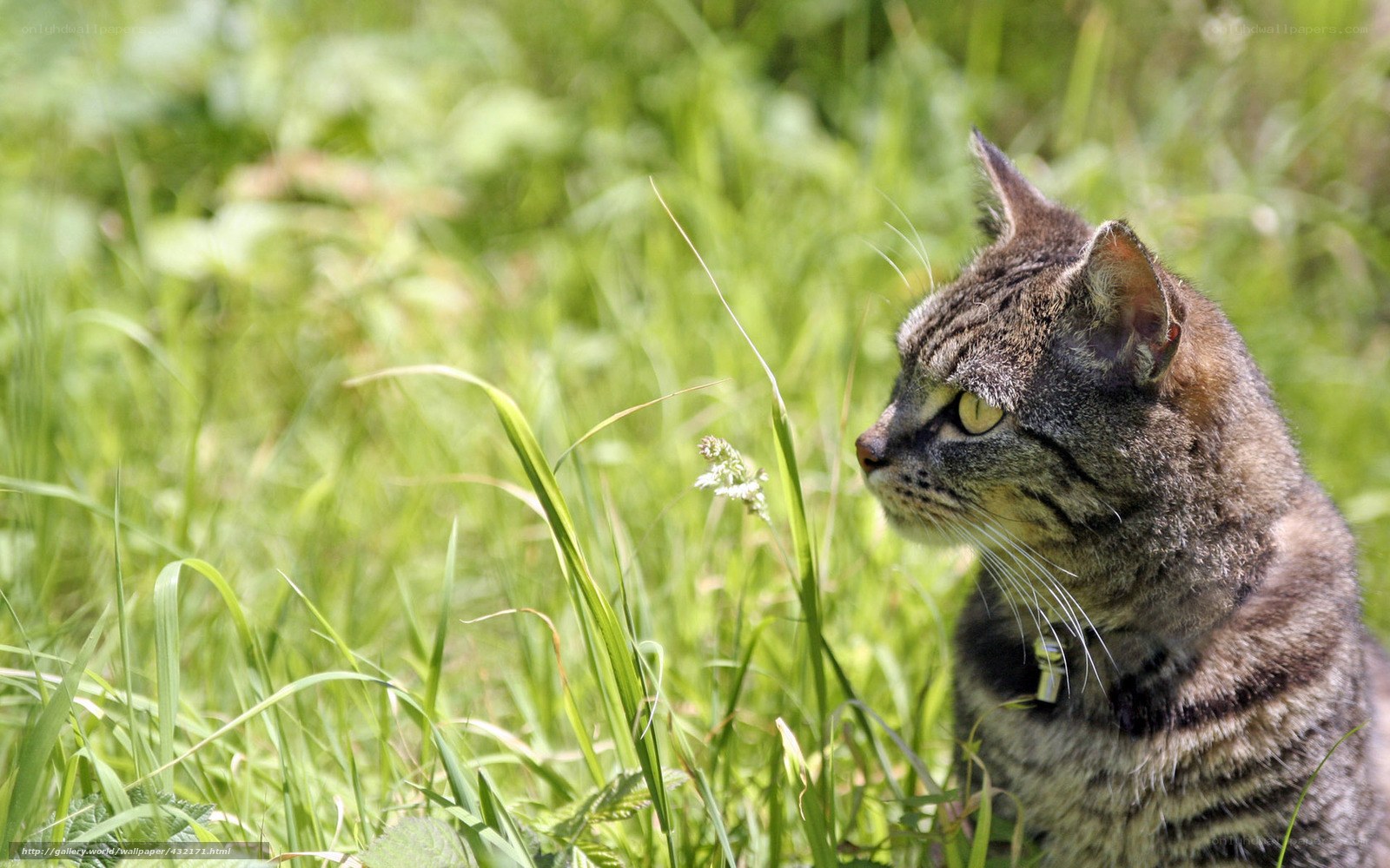 Tabby cat in green grass