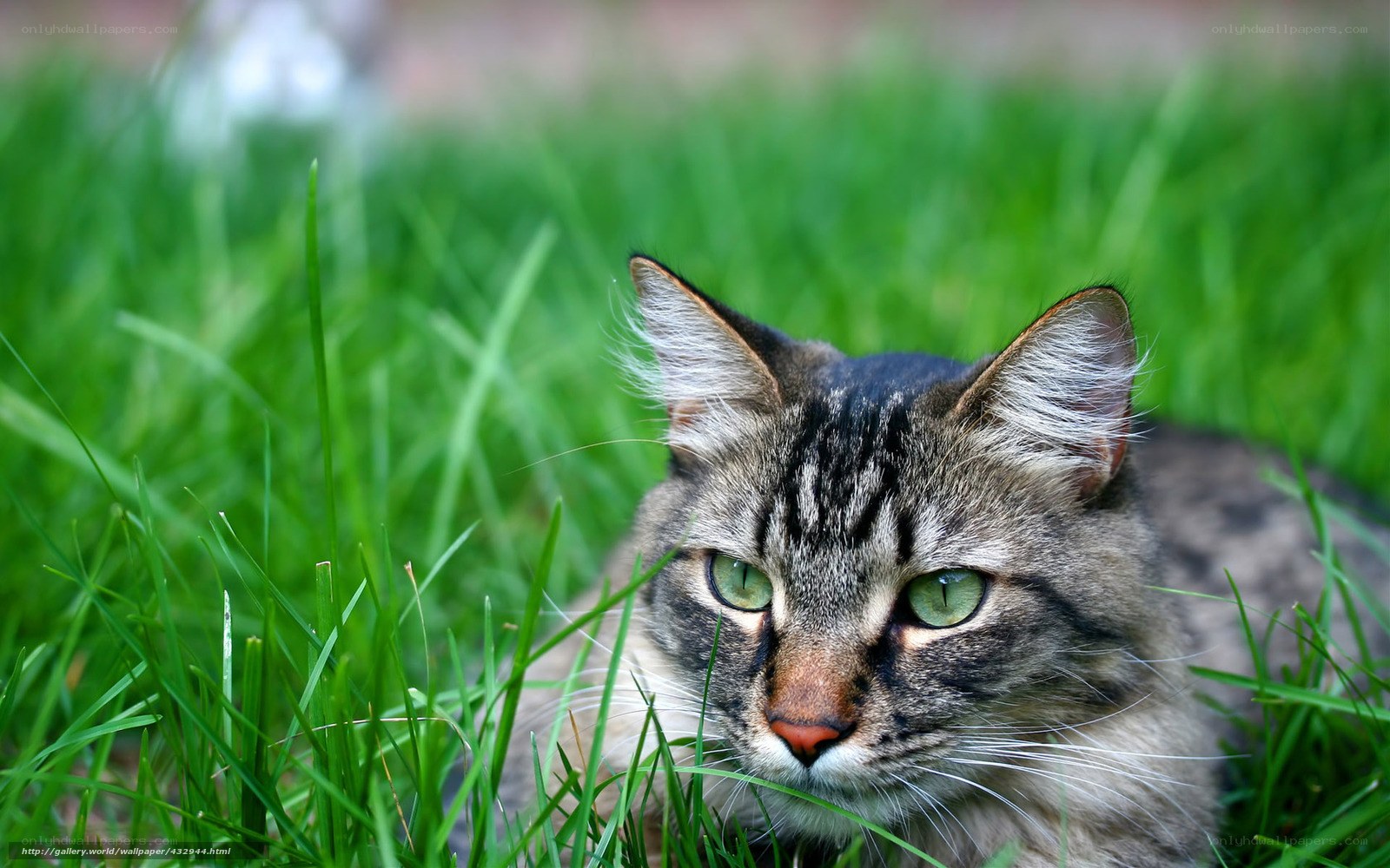 tabby cat in green grass