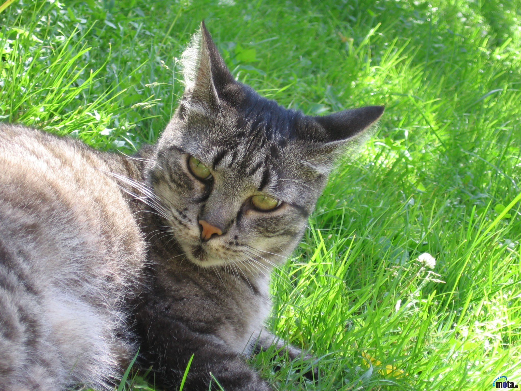 Tabby cat in green grass