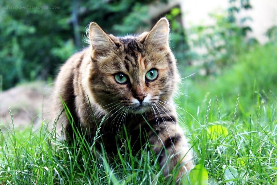 tabby cat in green grass