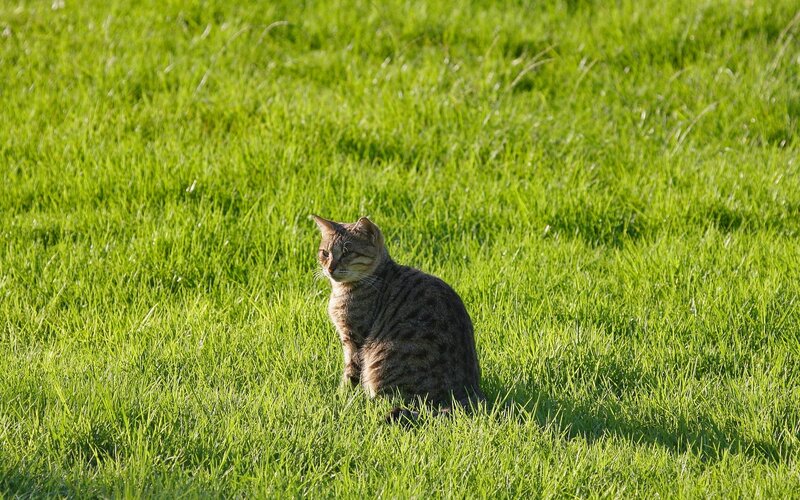 Tabby cat in green grass