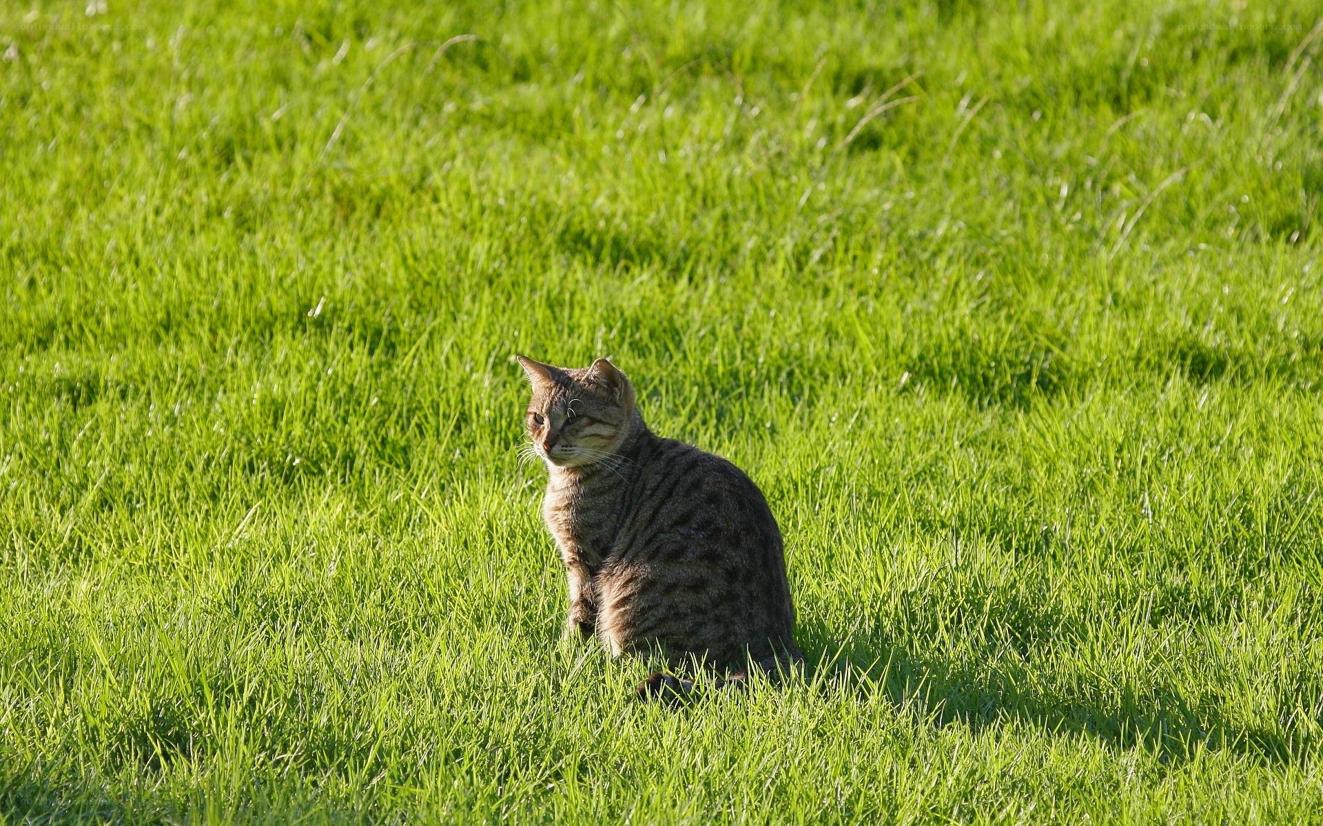 Tabby cat in green grass