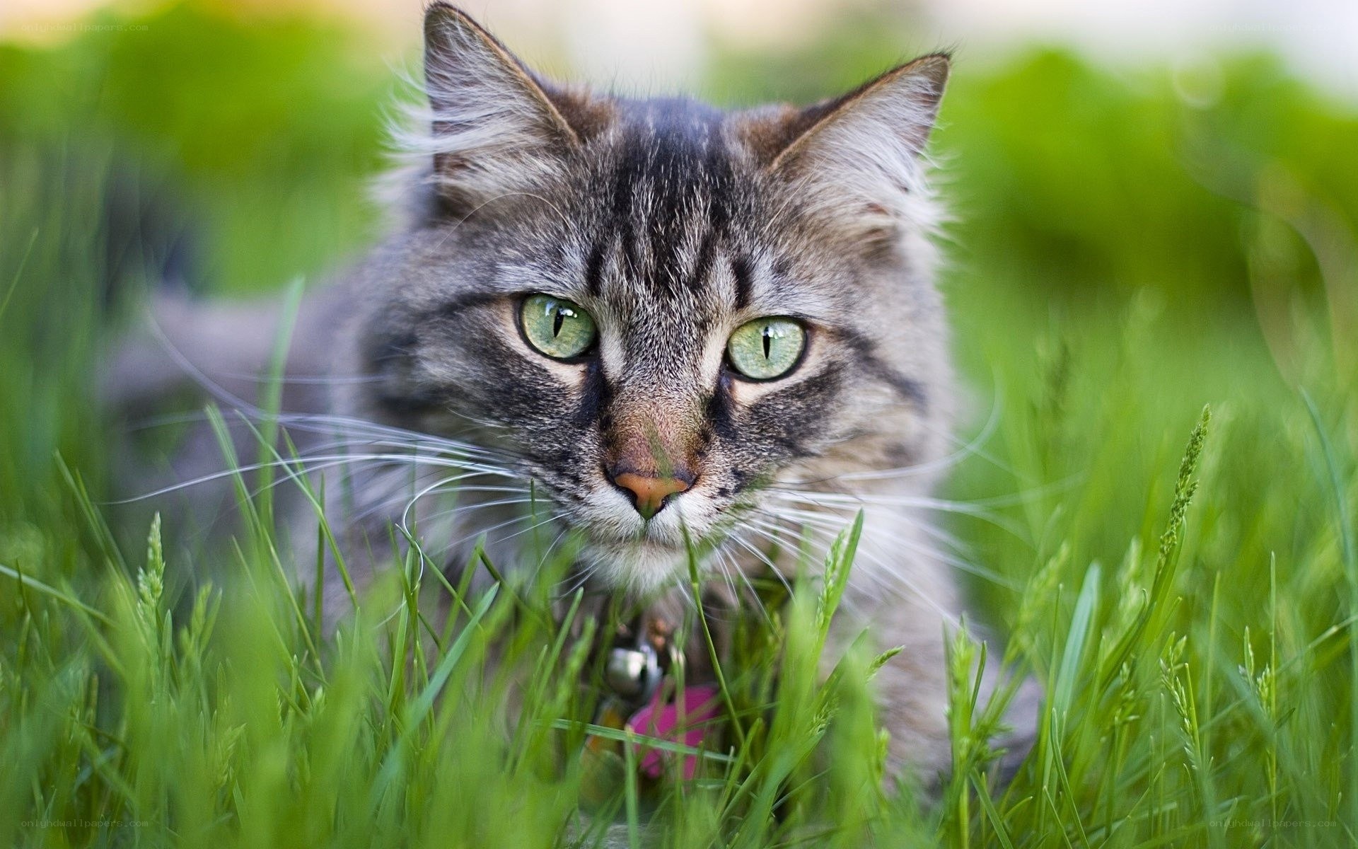 tabby cat in green grass