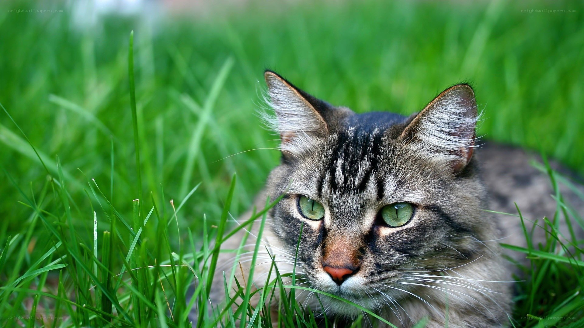 tabby cat in green grass