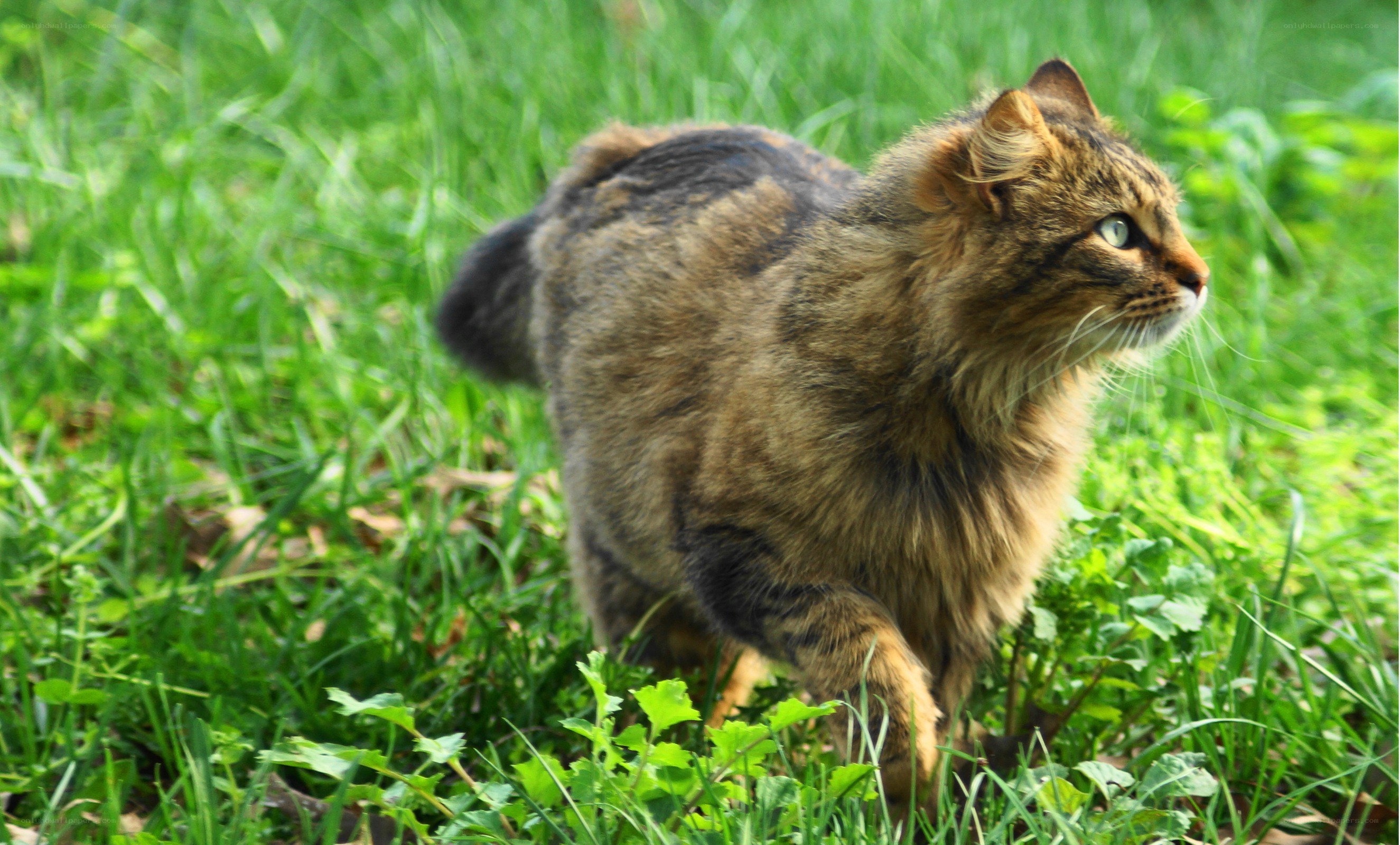tabby cat in green grass