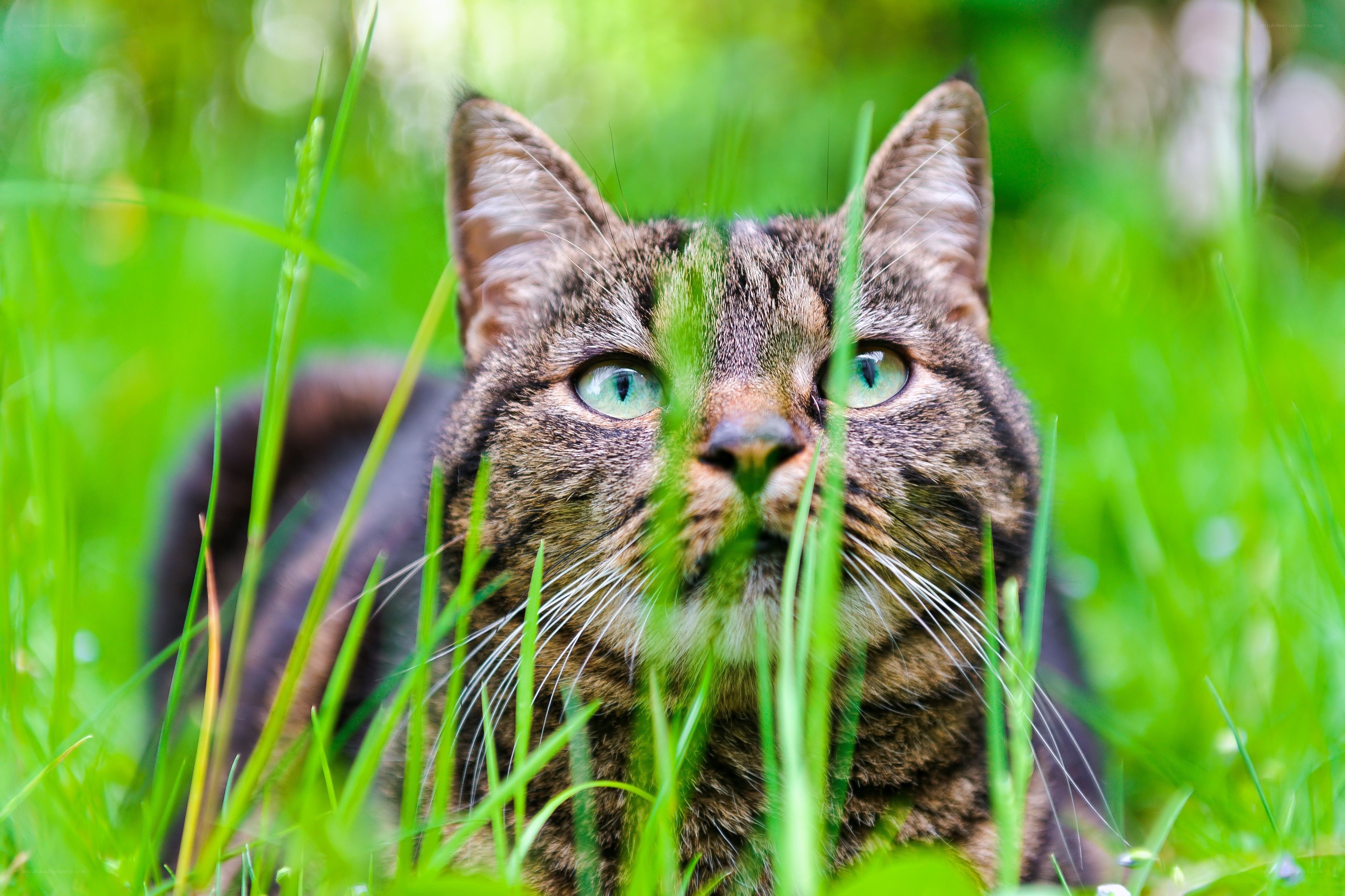 tabby cat in green grass