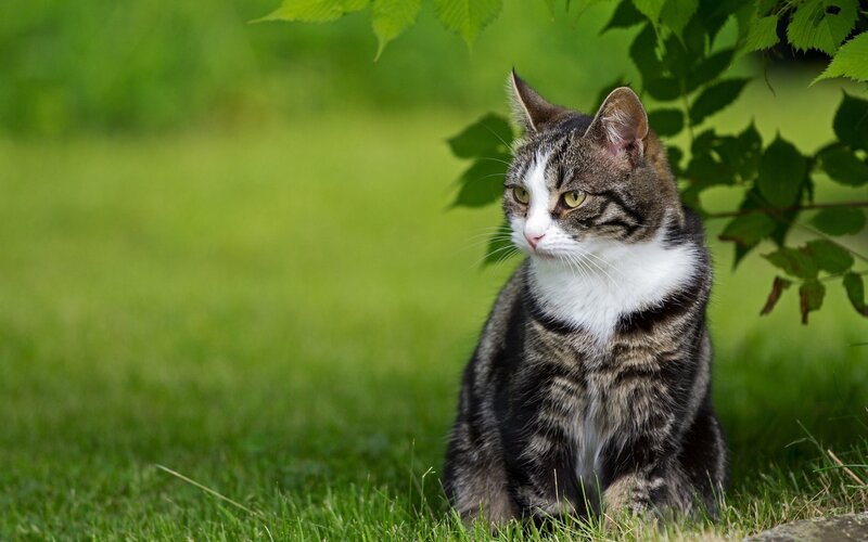 Tabby cat in green grass