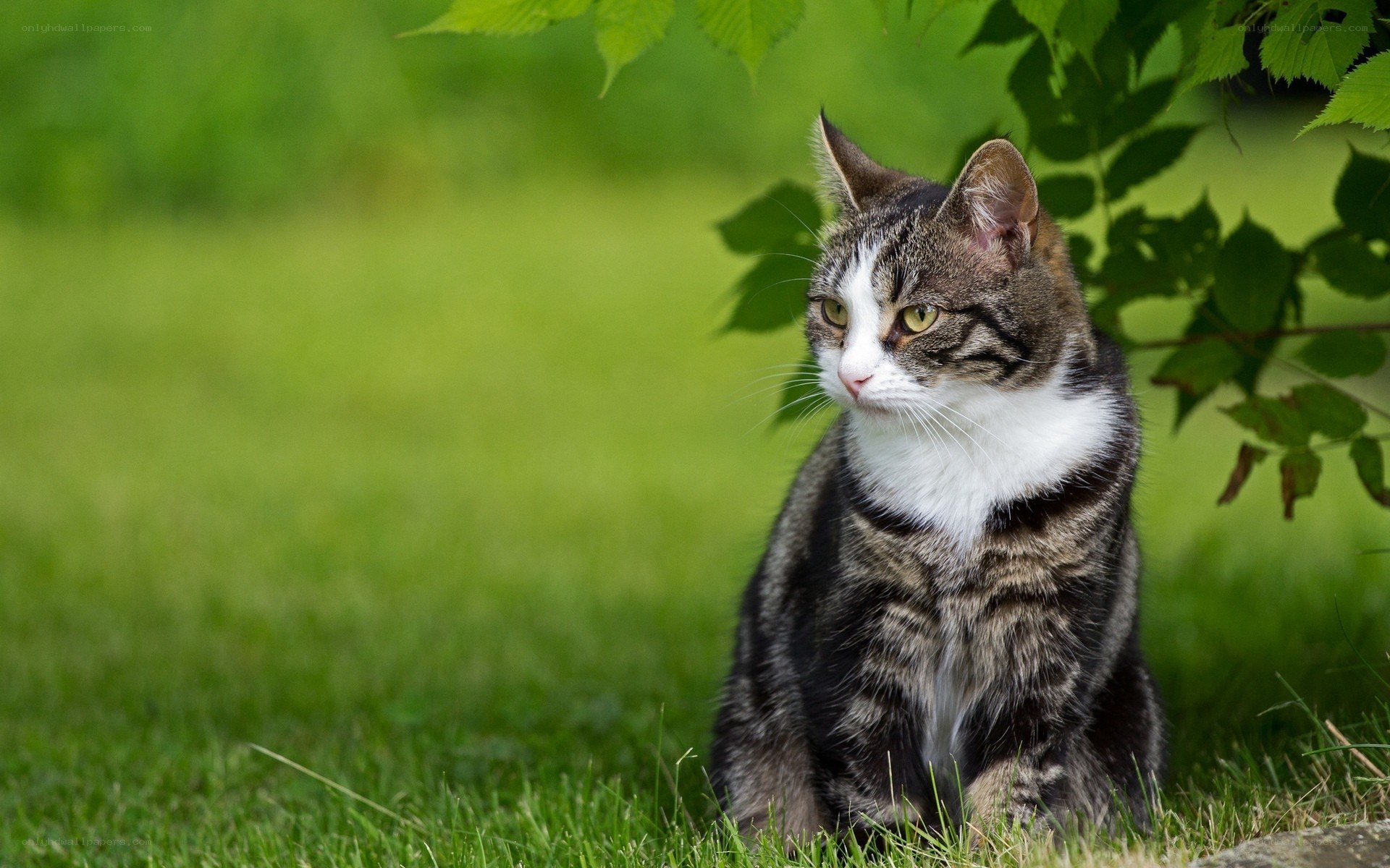Tabby cat in green grass