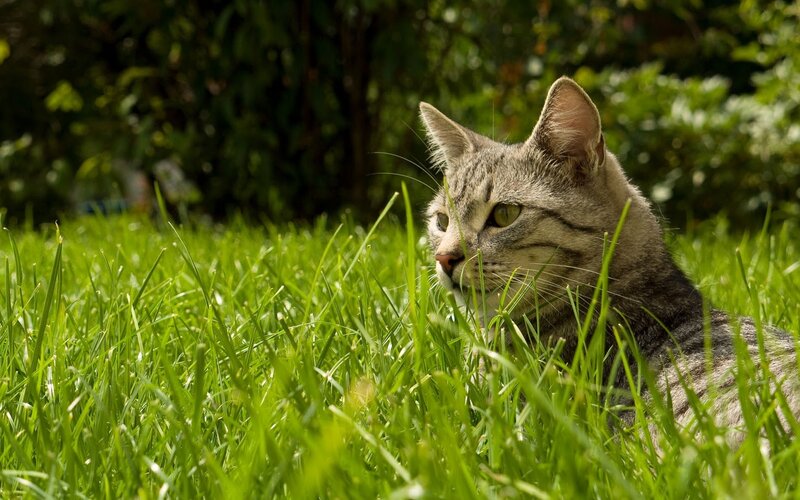 Tabby cat in green grass