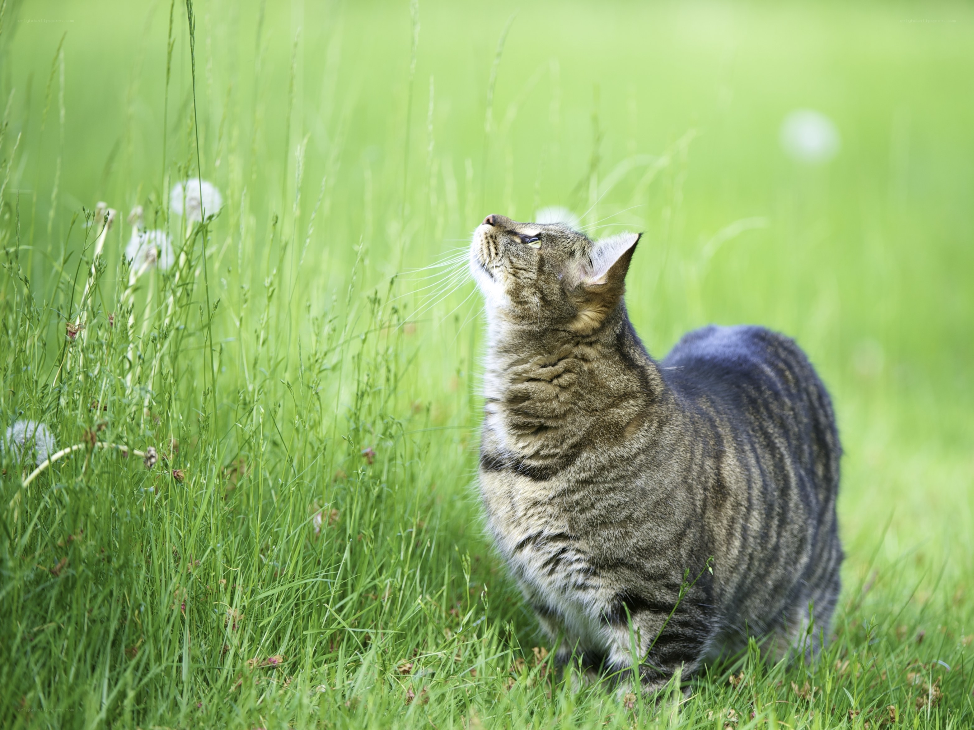Tabby cat in green grass