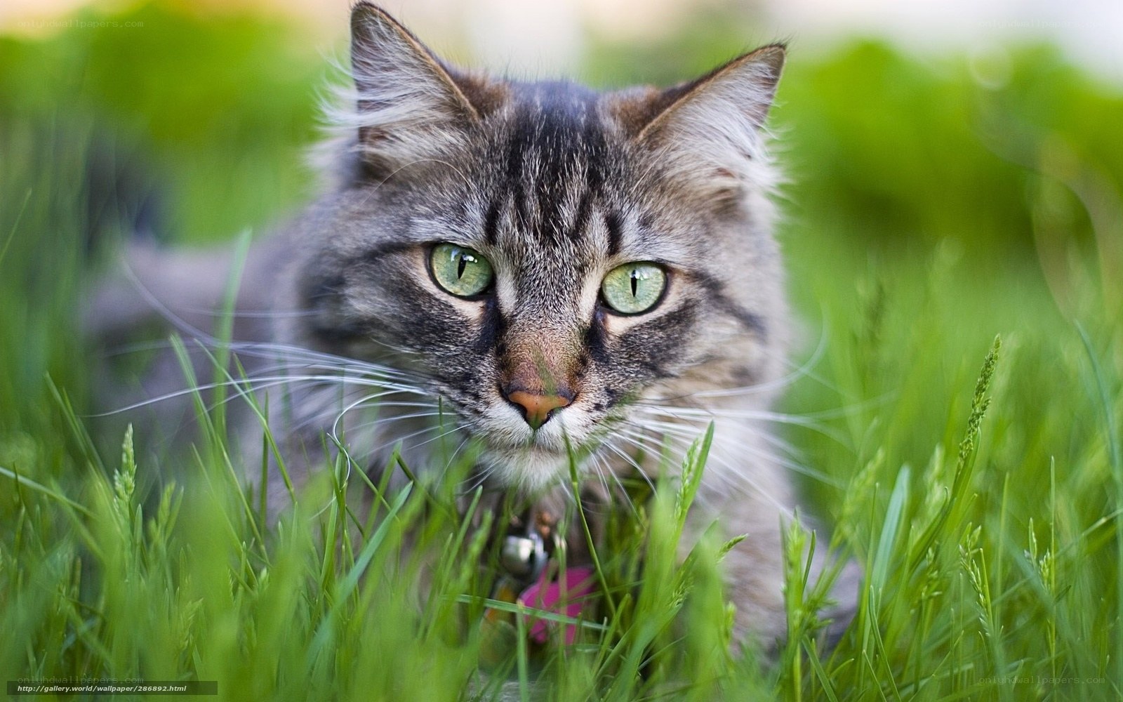 Tabby cat in green grass