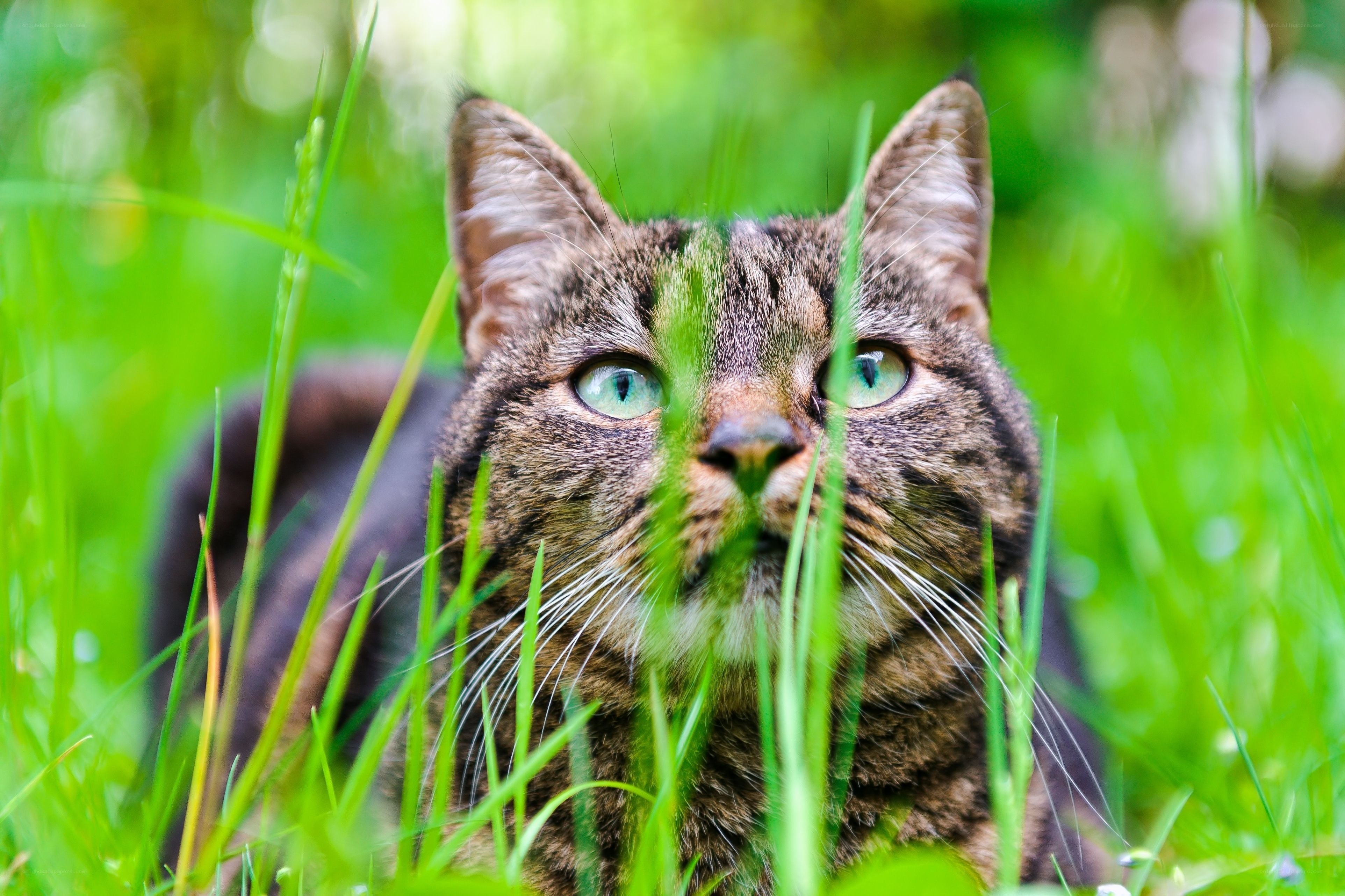 tabby cat in green grass