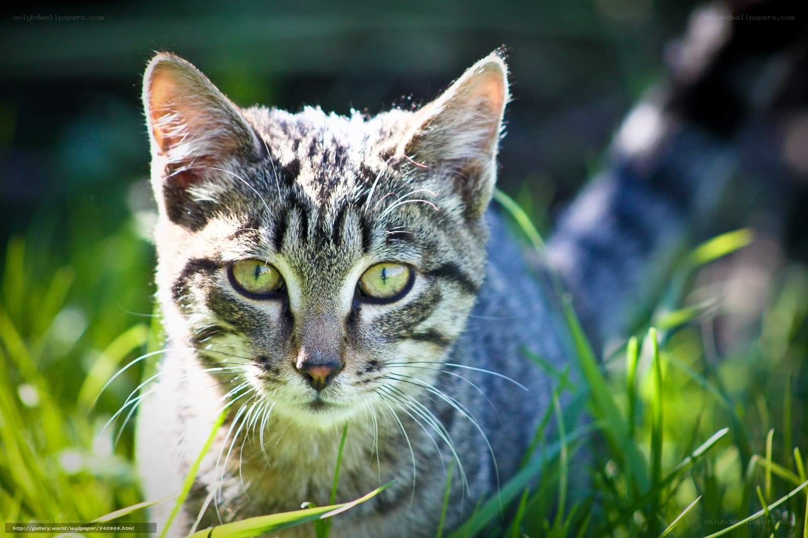 Tabby cat in green grass