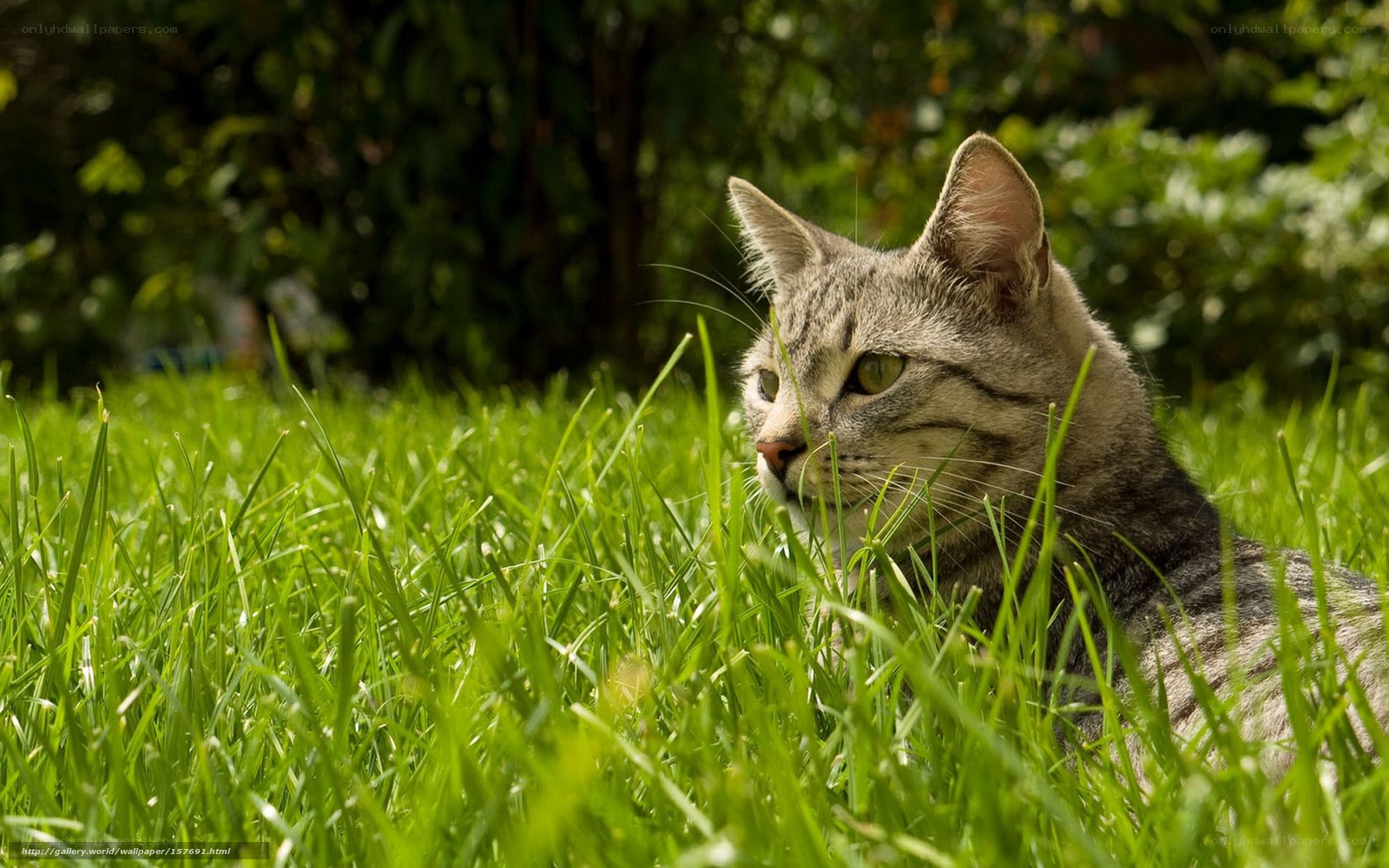 Tabby cat in green grass