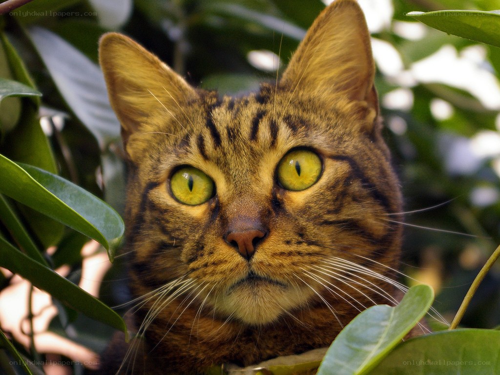 tabby cat in green leaves