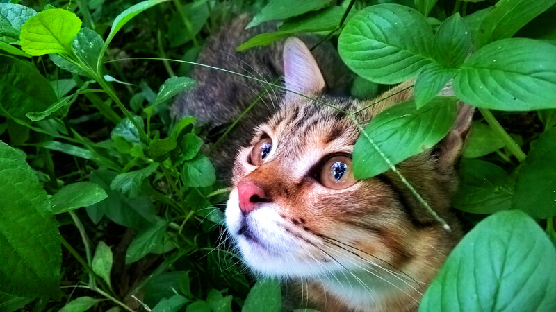 Tabby Cat in Green Plants