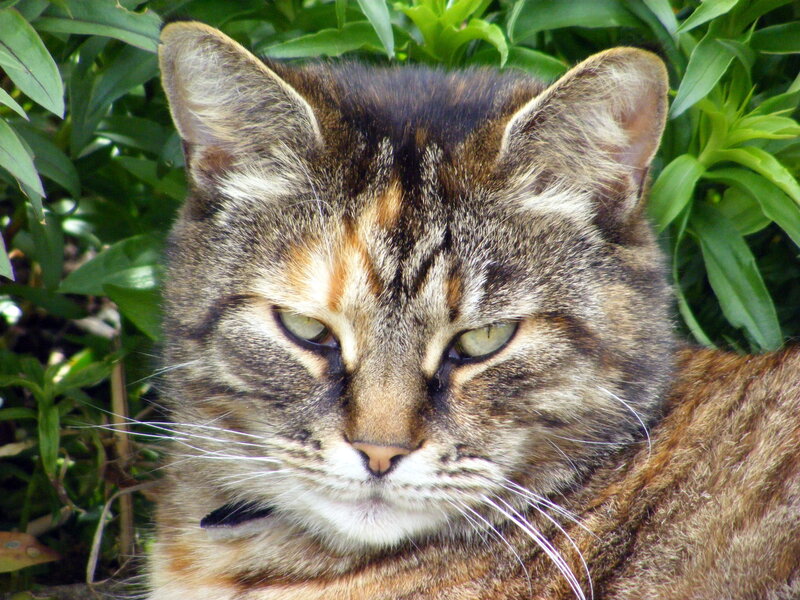 tabby cat in greenery