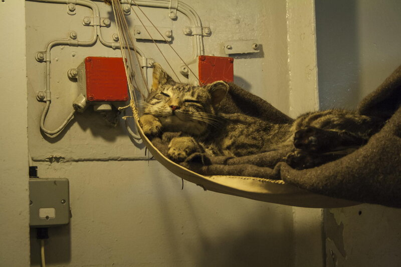 Tabby Cat in Hammock — Brown