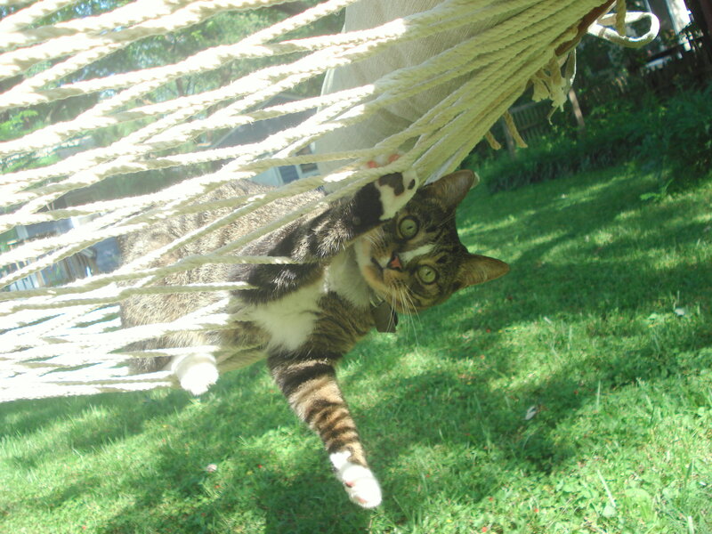 Tabby Cat in Hammock — Green