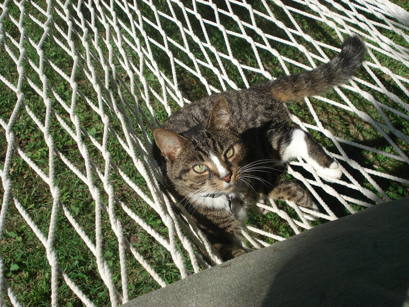 Tabby Cat in Hammock